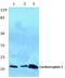 Cardiotrophin 1 antibody, A08056, Boster Biological Technology, Western Blot image 