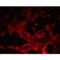 Sphingolipid Transporter 1 (Putative) antibody, LS-C201181, Lifespan Biosciences, Immunofluorescence image 