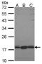 Pleckstrin Homology Domain Containing J1 antibody, PA5-21897, Invitrogen Antibodies, Western Blot image 