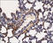 Fibroblast Growth Factor 7 antibody, 250649, Abbiotec, Immunohistochemistry paraffin image 