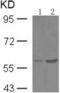 SMAD2 antibody, TA321255, Origene, Western Blot image 
