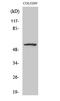 Zinc Finger Protein 682 antibody, STJ96343, St John