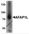 Actin Filament Associated Protein 1 Like 1 antibody, 6559, ProSci Inc, Western Blot image 