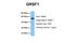 G-Rich RNA Sequence Binding Factor 1 antibody, ARP40382_P050, Aviva Systems Biology, Western Blot image 