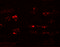 Storkhead Box 2 antibody, 6061, ProSci, Immunofluorescence image 