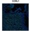 Atypical Chemokine Receptor 4 antibody, NBP1-79925, Novus Biologicals, Immunohistochemistry paraffin image 