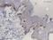 Dopachrome Tautomerase antibody, ab74073, Abcam, Immunohistochemistry paraffin image 