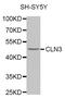 CLN3 Lysosomal/Endosomal Transmembrane Protein, Battenin antibody, MBS127003, MyBioSource, Western Blot image 
