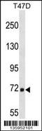  antibody, 58-601, ProSci, Western Blot image 