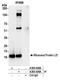 Ribosomal Protein L17 antibody, A305-009A, Bethyl Labs, Immunoprecipitation image 