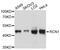 Reticulocalbin 1 antibody, A10572, ABclonal Technology, Western Blot image 