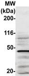 Lyb-2 antibody, TA354401, Origene, Western Blot image 