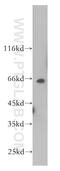 Proline Rich Mitotic Checkpoint Control Factor antibody, 12019-1-AP, Proteintech Group, Western Blot image 