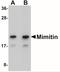Mimitin, mitochondrial antibody, NBP2-41116, Novus Biologicals, Western Blot image 
