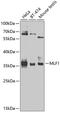 Myeloid Leukemia Factor 1 antibody, GTX55705, GeneTex, Western Blot image 