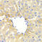 D(1A) dopamine receptor antibody, LS-C332275, Lifespan Biosciences, Immunohistochemistry paraffin image 