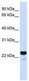 C1q And TNF Related 1 antibody, TA339574, Origene, Western Blot image 