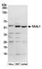 Serum Amyloid A Like 1 antibody, A304-966A, Bethyl Labs, Western Blot image 