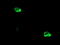 Glutamyl Aminopeptidase antibody, LS-C173514, Lifespan Biosciences, Immunofluorescence image 