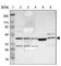 Leucine Rich Alpha-2-Glycoprotein 1 antibody, HPA001889, Atlas Antibodies, Western Blot image 