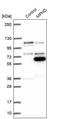MPN Domain Containing antibody, PA5-60305, Invitrogen Antibodies, Western Blot image 