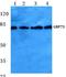 HSPA9 antibody, AP06148PU-N, Origene, Western Blot image 