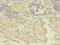 GDP Dissociation Inhibitor 2 antibody, CSB-PA009354LA01HU, Cusabio, Immunohistochemistry frozen image 