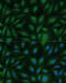 Component Of Oligomeric Golgi Complex 2 antibody, 22-084, ProSci, Immunofluorescence image 