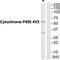 Cytochrome P450 Family 4 Subfamily V Member 2 antibody, TA316323, Origene, Western Blot image 