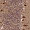 Protein fat-free homolog antibody, HPA039650, Atlas Antibodies, Immunohistochemistry frozen image 