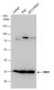DND MicroRNA-Mediated Repression Inhibitor 1 antibody, GTX130960, GeneTex, Western Blot image 