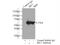 Interferon Regulatory Factor 3 antibody, 11312-1-AP, Proteintech Group, Immunoprecipitation image 