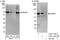 Sentrin-specific protease 3 antibody, A303-140A, Bethyl Labs, Western Blot image 