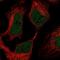 Ski2 Like RNA Helicase antibody, NBP2-47274, Novus Biologicals, Immunofluorescence image 