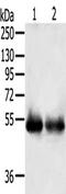 Serine incorporator 3 antibody, TA351654, Origene, Western Blot image 