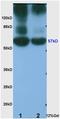 Angiopoietin-related protein 4 antibody, orb10093, Biorbyt, Western Blot image 
