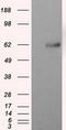 Atrial natriuretic peptide receptor 3 antibody, CF501076, Origene, Western Blot image 