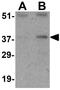 Cyclin O antibody, GTX31734, GeneTex, Western Blot image 