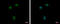 Ankyrin Repeat Domain 23 antibody, GTX119905, GeneTex, Immunofluorescence image 