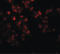 Enhancer Of Zeste 2 Polycomb Repressive Complex 2 Subunit antibody, LS-B7096, Lifespan Biosciences, Immunofluorescence image 