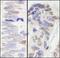 Pescadillo homolog antibody, A300-902A, Bethyl Labs, Immunohistochemistry paraffin image 