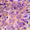ATF4 antibody, LS-C351865, Lifespan Biosciences, Immunohistochemistry frozen image 