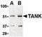 TRAF family member-associated NF-kappa-B activator antibody, orb87363, Biorbyt, Western Blot image 
