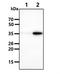 Quinone oxidoreductase PIG3 antibody, NBP2-22591, Novus Biologicals, Western Blot image 