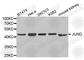JunD Proto-Oncogene, AP-1 Transcription Factor Subunit antibody, A5517, ABclonal Technology, Western Blot image 