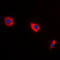 BAX antibody, LS-C351882, Lifespan Biosciences, Immunofluorescence image 