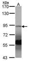 ATR-interacting protein antibody, GTX104654, GeneTex, Western Blot image 