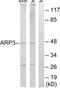 Actin Related Protein 3 antibody, TA315015, Origene, Western Blot image 