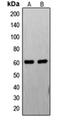 Fas-activated serine/threonine kinase antibody, orb215025, Biorbyt, Western Blot image 
