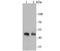 NPHS2 Stomatin Family Member, Podocin antibody, NBP2-75624, Novus Biologicals, Western Blot image 